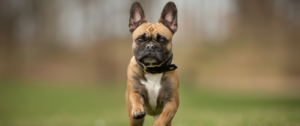 Eine Französische Bulldogge läuft über eine Wiese