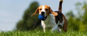 Ein Beagle mit einem Ball im Mund.