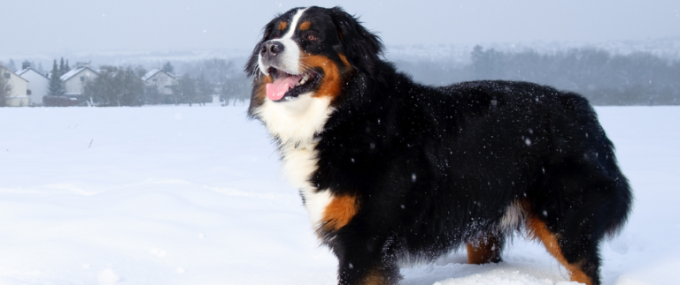 Ein Berner Sennenhund steht in einer schneebedeckten Landschaft.