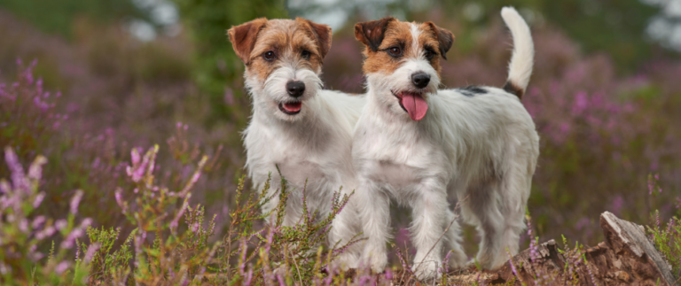 Zwei Jack Russell Terrier stehen in einer blühenden Wiese
