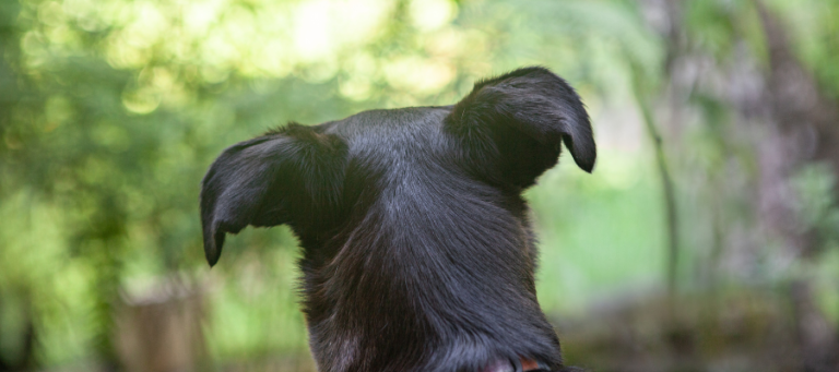 Ein schwarzer Hund sieht in den Wald.