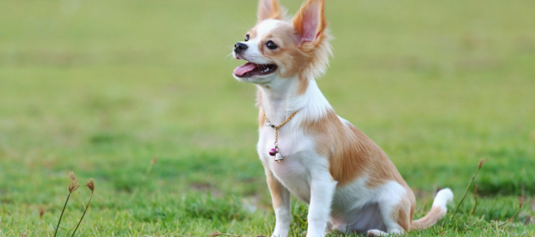 Ein Chihuahua sitzt auf einer Wiese.